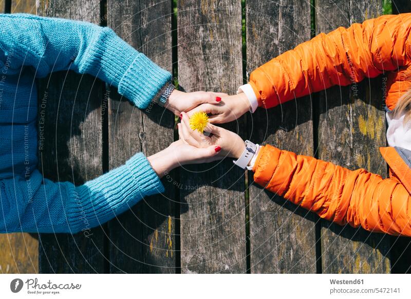 Two friends holding hands on wooden table, top view coat coats jackets jumper sweater Sweaters Tables wood table relax relaxing happy closeness propinquity