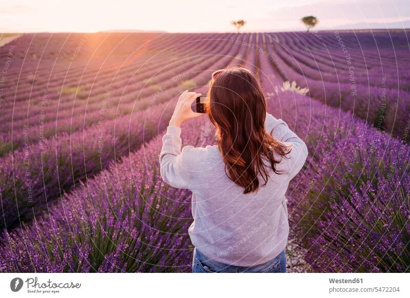 France, Valensole, back view of woman taking photo of lavender field at sunset photograph photographs photos photographing sunsets sundown females women image