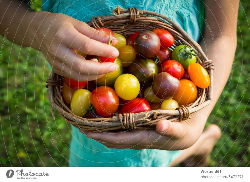 Hands of little girl holding basket of Heirloom tomatoes, close-up Tomato Tomatoes hand human hand hands human hands baskets garden gardens domestic garden