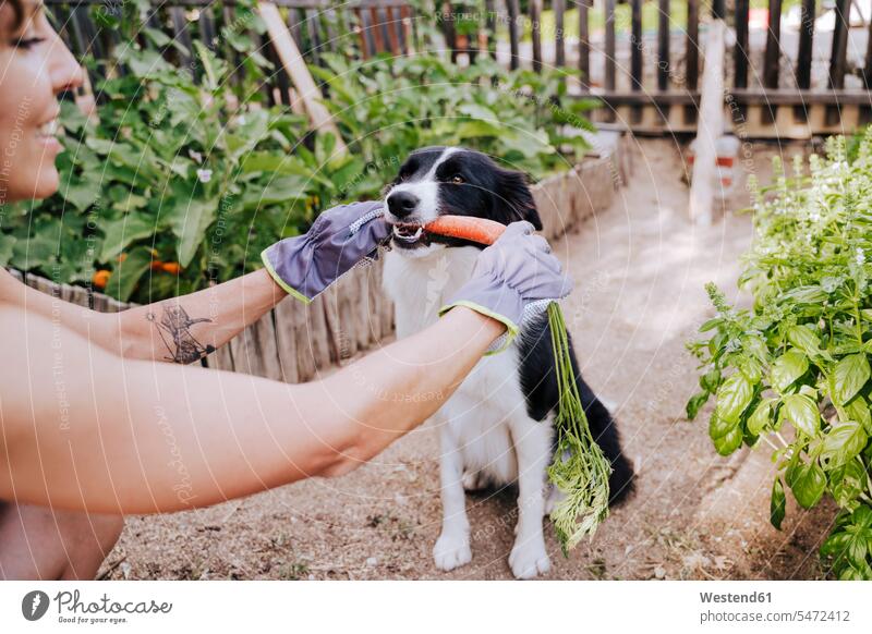 Mid adult woman feeding carrot to border collie in vegetable garden color image colour image Spain outdoors location shots outdoor shot outdoor shots day