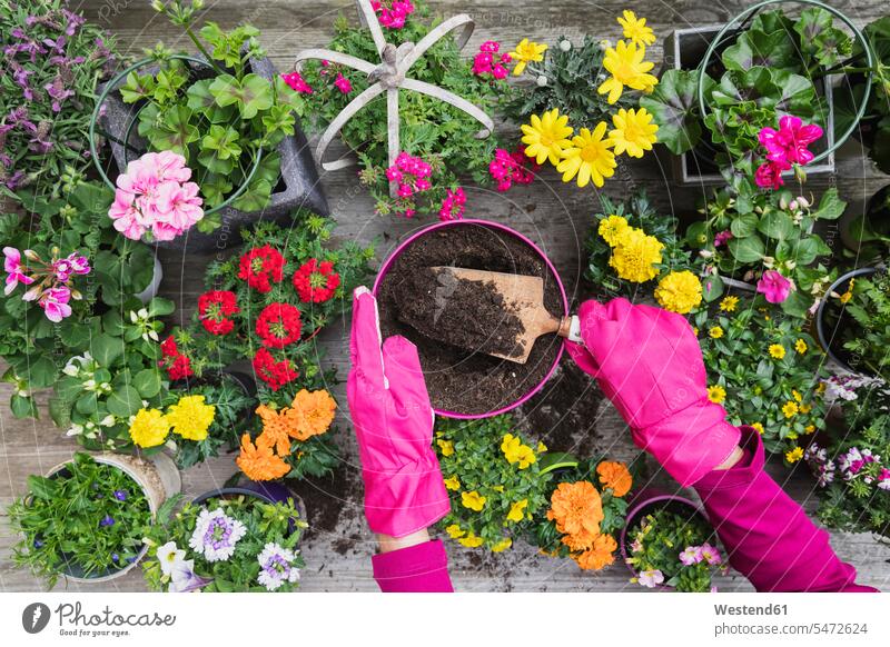 Hands of woman planting large variety of summer flowers outdoors location shots outdoor shot outdoor shots overhead view directly above top view Part Of