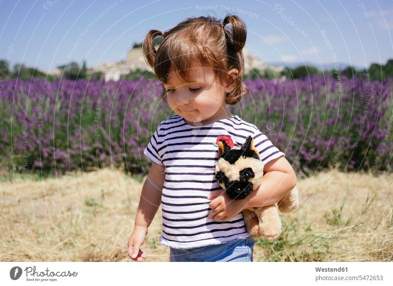 France, Grignan, portrait of baby girl with soft toy in front of lavender field soft toys baby girls female portraits babies infants people persons human being