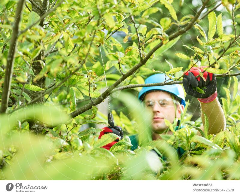 Tree cutter pruning of tree Trees woodsman working At Work occupation profession professional occupation jobs arboriculture tree cutter arborist tree Surgeon