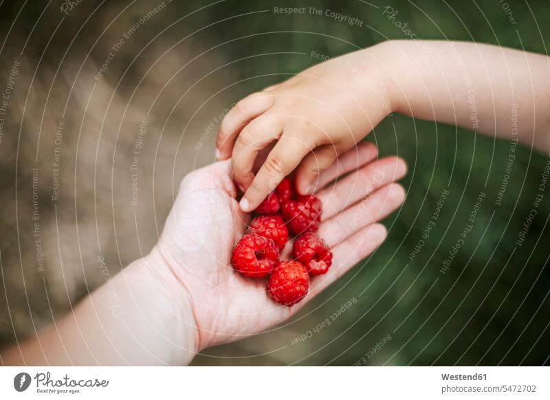 Girl's hand taking rasberry from mother's hand give colour colours ripeness free time leisure time Alimentation food Food and Drinks Nutrition foods Fruits