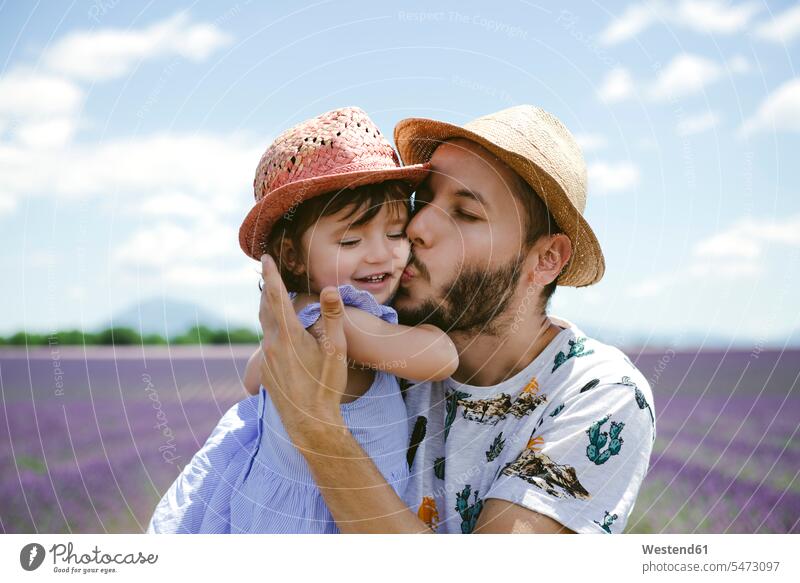 France, Provence, Valensole plateau, father kissing daughter in lavender fields in the summer summer time summery summertime Lavender Lavandula Lavenders