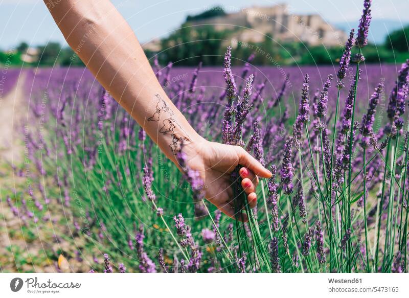 France, Provence, Grignan, Woman's arm with a world map temporary tatoo in a lavander field woman females women Lavender Lavandula Lavenders tattoo tattoos