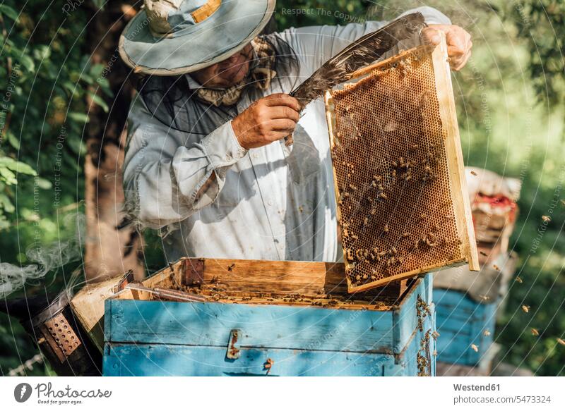 Russland, Beekeeper checking frame with honeybees holding beekeeper honeycomb honeycombs Honey Comb Frame man men males Test testing Check Apiformes working