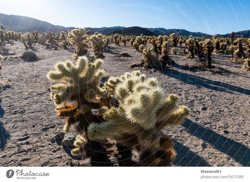 USA, California, Cholla cacti in Joshua Tree National Park outdoors location shots outdoor shot outdoor shots day daylight shot daylight shots day shots daytime