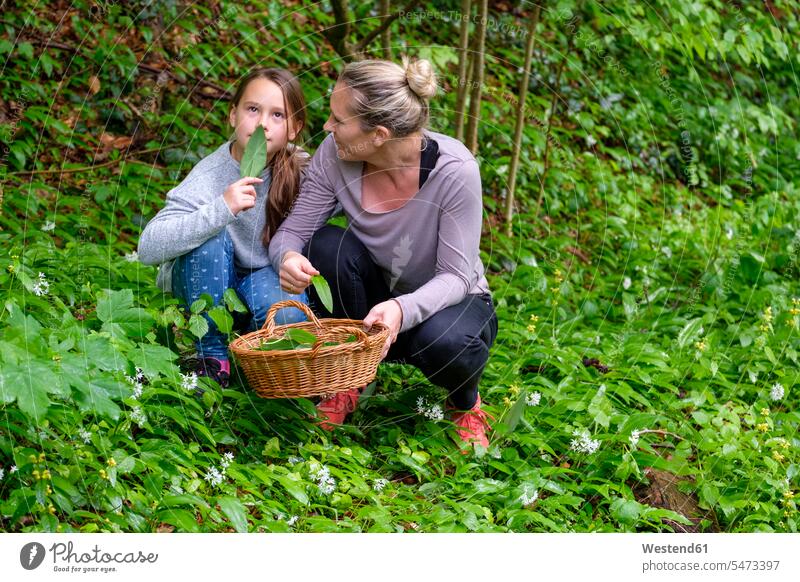 Mother and daughter picking wild garlic Alimentation food Food and Drinks Nutrition foods flavoring flavouring spices human human being human beings humans