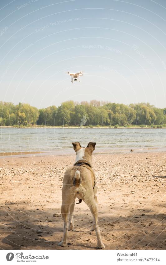 Dog watching drone flying at a river drones River Rivers looking view seeing viewing water waters body of water Rhine Rhine river rear view back view