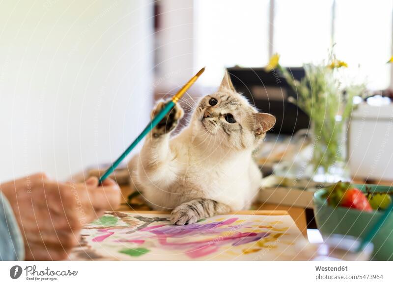 Cute cat reaching paintbrush held by senior man at home color image colour image indoors indoor shot indoor shots interior interior view Interiors day