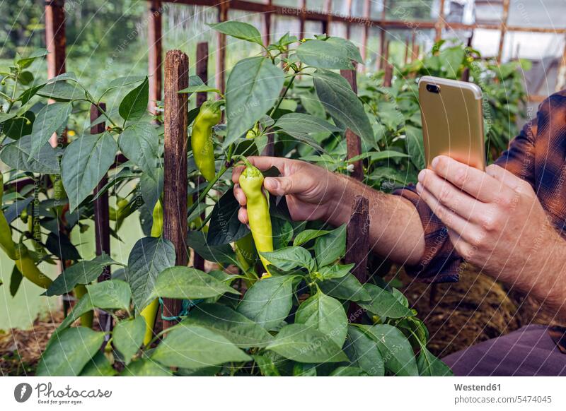 Man photographing fresh chili pepper through smart phone in organic farm color image colour image outdoors location shots outdoor shot outdoor shots day