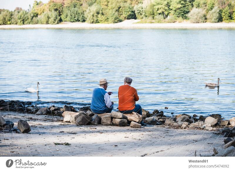 Two old friends sitting by the river side, watching swans observing observe Best Friend Best Friends Best Pal Seated riverside riverbank cygnus mate friendship