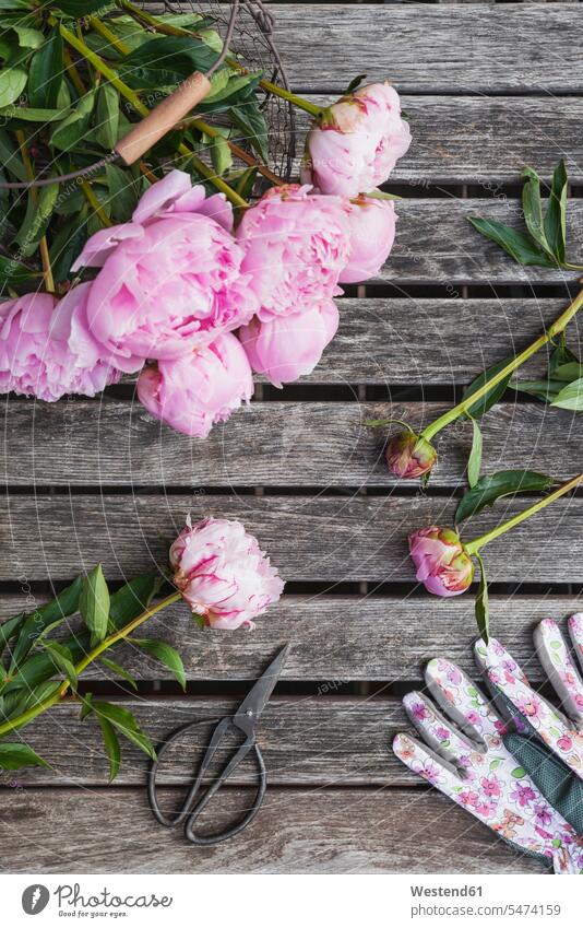 Peonies in basket on garden table with pruner and garden gloves Germany copy space pink magenta homemade home made home-made wood wooden wire basket day