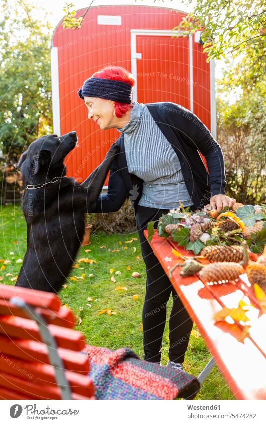 Smiling senior woman with red dyed hair stroking her dog while tinkering autumnal decoration smiling smile senior women elder women elder woman old petting
