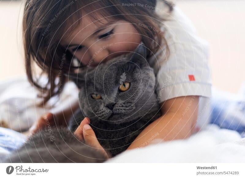 Little girl cuddling grey cat on bed animals creature creatures domestic animal pet cats Bed - Furniture beds cuddle snuggle snuggling kiss kisses closeness