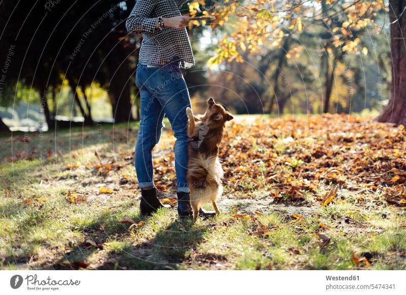Young woman playing with dog in a park animals creature creatures domestic animal pet Canine dogs relax relaxing hold enjoy enjoyment indulgence indulging