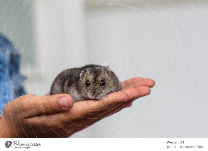 Close-up of cute hamster on hands color image colour image 6-7 years 6 to 7 years children kid kids people human being human beings humans persons one animal 1