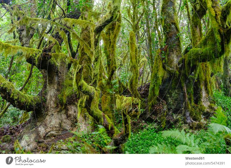 Spain, Canary Islands, La Gomera, Moss-covered trees in Garajonay National Park outdoors location shots outdoor shot outdoor shots day daylight shot
