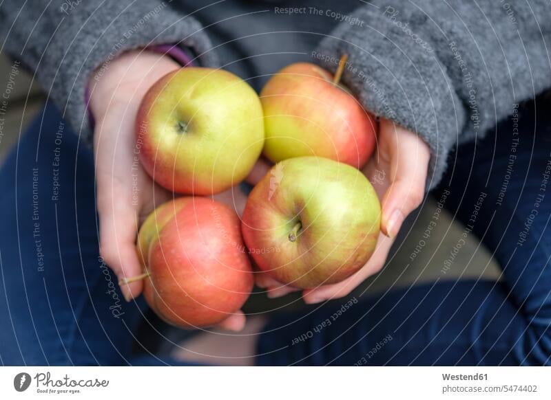 Hands holding four apples, close-up hand human hand hands human hands Apple Apples people persons human being humans human beings Fruit Fruits Food foods