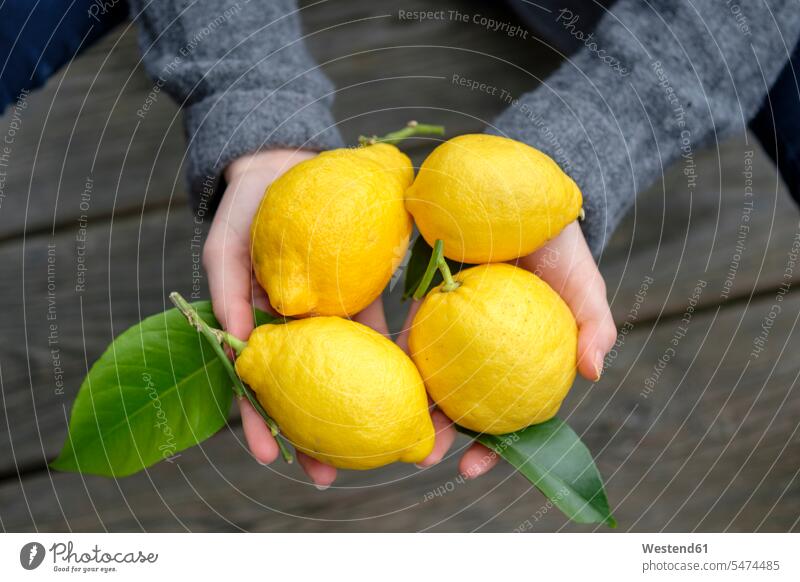 Hands holding four lemons, close-up Lemon Lemons hand human hand hands human hands Citrus Fruit Citrus Fruits Food foods food and drink Nutrition Alimentation