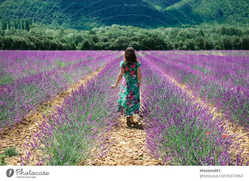 France, Provence, Valensole plateau, woman walking among lavender fields in the summer summer time summery summertime going Lavender Lavandula Lavenders females