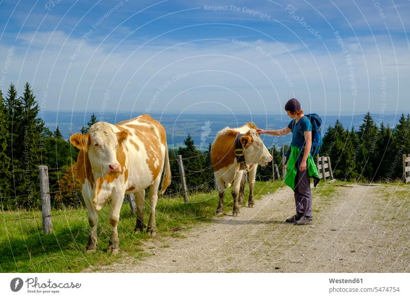 Germany, Upper Bavaria, Chiemgau, Young hiker stroking cow on a pasture cows mountain pasture copy space beauty of nature beauty in nature Marquartstein Staffen