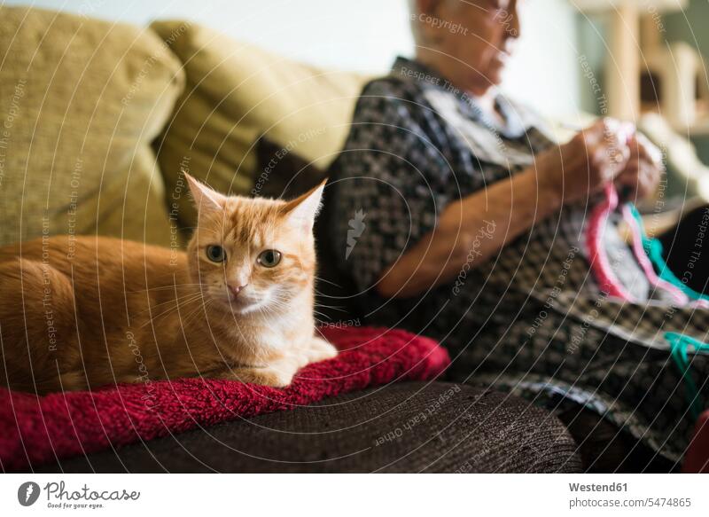Portrait of cat on the couch with senior woman crocheting in the background caucasian caucasian ethnicity caucasian appearance european leisure activity