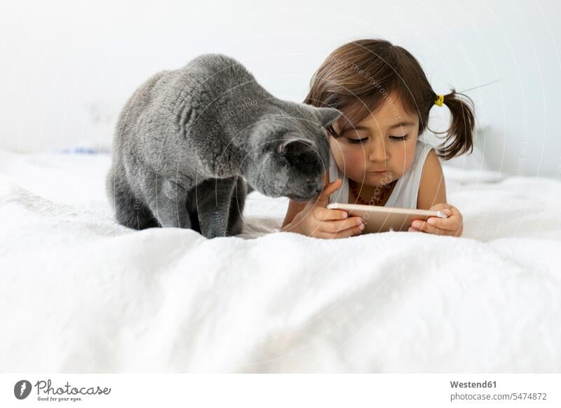 Portrait of little girl lying on bed with grey British shorthair looking at smartphone animals creature creatures domestic animal pet cats Bed - Furniture beds