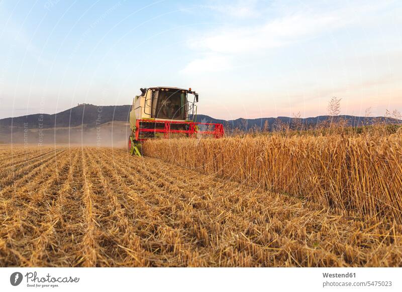 Organic farming, wheat field, harvest, combine harvester in the evening human human being human beings humans person persons caucasian appearance