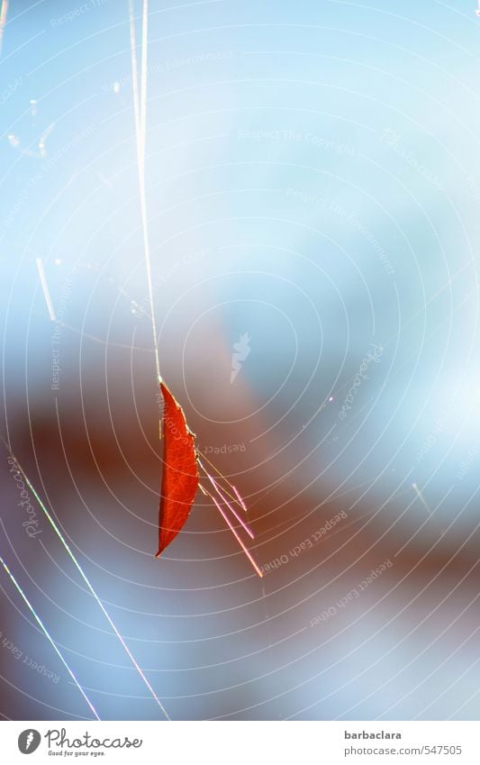 At the silk thread Nature Air Sky Sun Autumn Leaf Spider's web Line Stripe Hang Illuminate Exceptional Free Bright Blue Red Esthetic Movement Colour Network