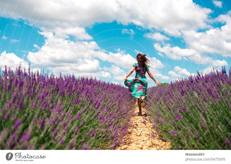 France, Provence, Valensole plateau, back view of woman running among lavender fields in summer summer time summery summertime females women Field Fields