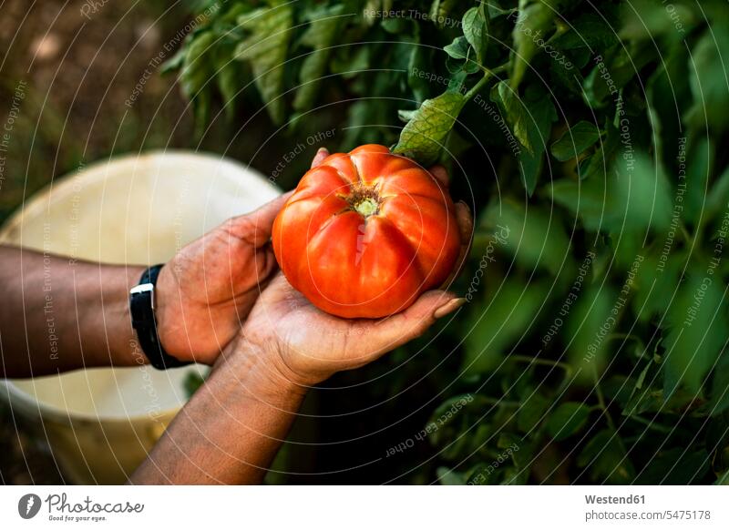 Hands of a woman holding a tomato ripe ripeness self supporter self-sufficient self supporters Tomato Tomatoes hand human hand hands human hands female gardener