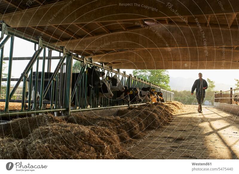 Farmer walking in shed by cows at farm color image colour image outdoors location shots outdoor shot outdoor shots day daylight shot daylight shots day shots