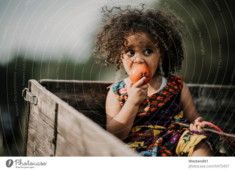 Curly hair baby girl eating tomato while sitting in truck color image colour image outdoors location shots outdoor shot outdoor shots day daylight shot