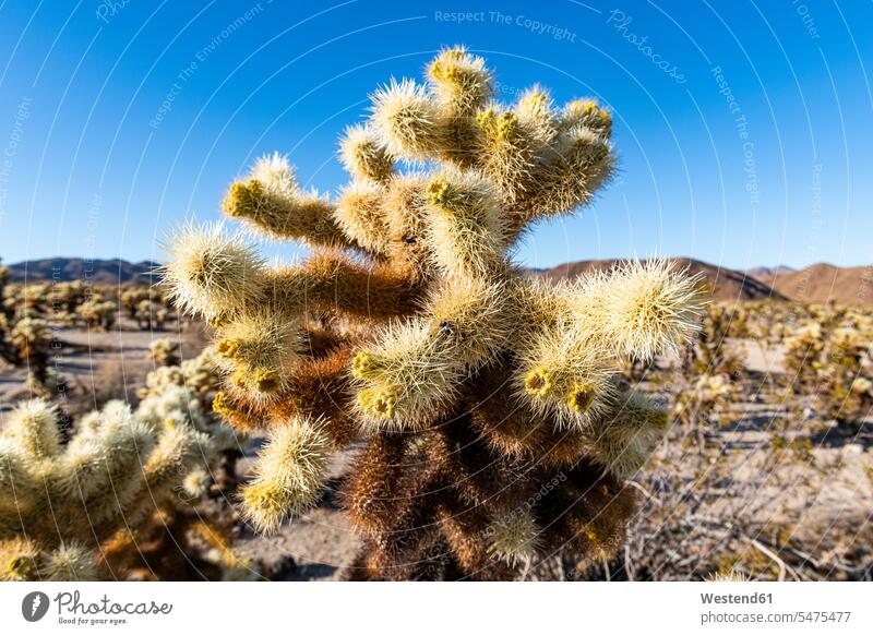 USA, California, Cholla cacti in Joshua Tree National Park outdoors location shots outdoor shot outdoor shots day daylight shot daylight shots day shots daytime