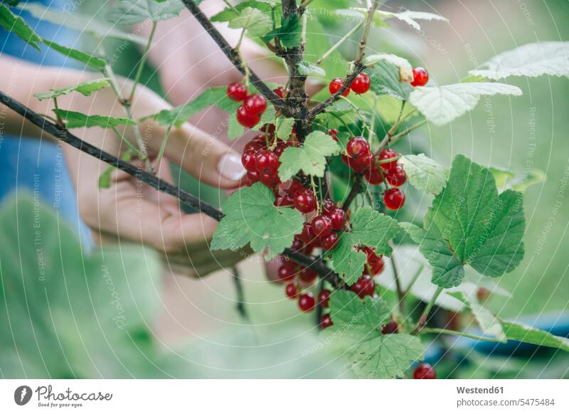 Young woman harvesting red currants harvests female gardener alternative lifestyle hand human hand hands human hands Berry Berries Fruit Fruits Food foods