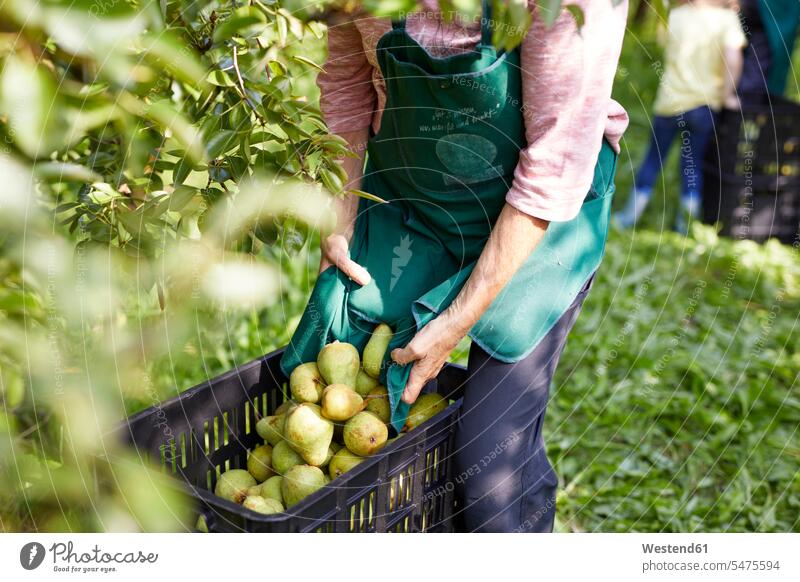 Organic farmers harvesting williams pears ripeness Cultivated Land Plantations Orchards Alimentation food Food and Drinks Nutrition foods Fruits Pears