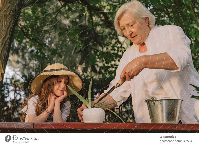 Grandmother planting on table while standing with granddaughter in yard color image colour image Spain leisure activity leisure activities free time