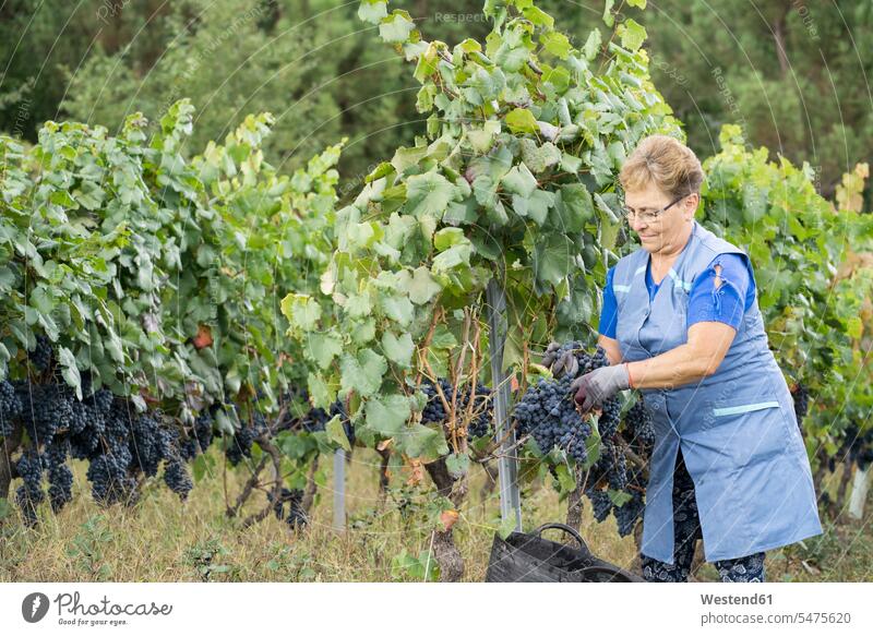 Woman harvesting grapes in a vineyard Occupation Work job jobs profession professional occupation Eye Glasses Eyeglasses specs spectacles