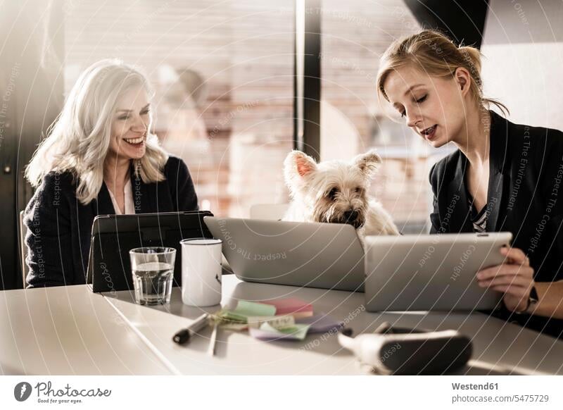 Colleagues sitting at desk, working, little dog watching Female Colleague Business Meeting business conference meeting Seated At Work dogs Canine businesswoman