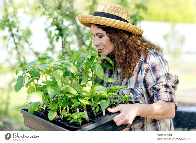 Mature female farmer smelling green plants on tray at community garden color image colour image Germany outdoors location shots outdoor shot outdoor shots day