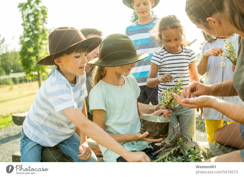 School children learning, how to prepare a chamomile infusion human human being human beings humans person persons caucasian appearance caucasian ethnicity