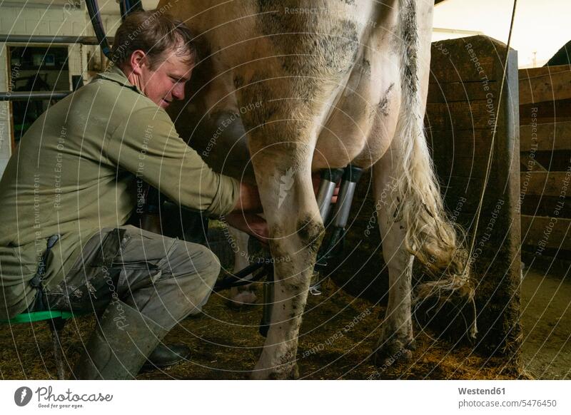 Farmer milking a cow in stable human human being human beings humans person persons caucasian appearance caucasian ethnicity european Northern European 1