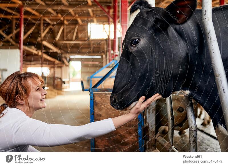 Smiling female farmer stroking black cow in dairy farm color image colour image indoors indoor shot indoor shots interior interior view Interiors day