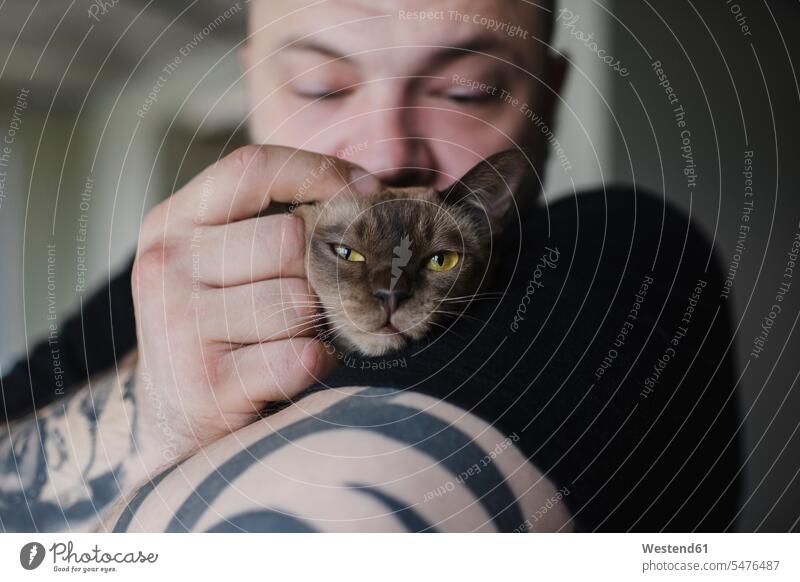 Close-up of tattooed man cuddling Burmese cat animals creature creatures pet cats cuddle snuggle snuggling closeness propinquity at home free time leisure time