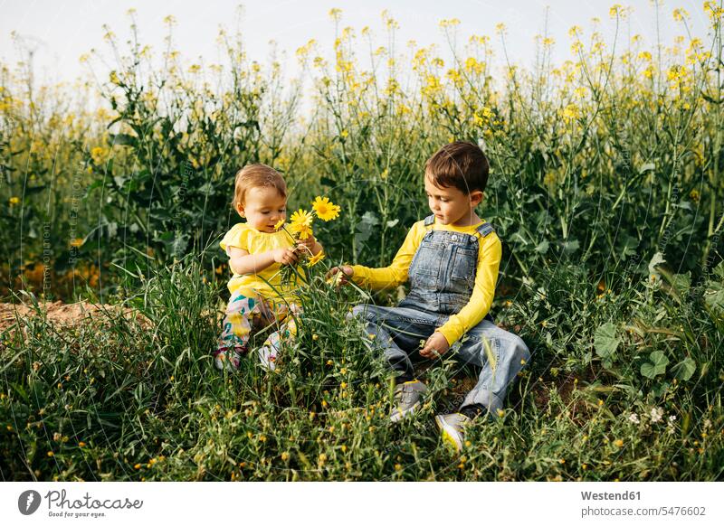 Little boy and baby girl sitting on a meadow with bunch of picked flowers bunches meadows Seated baby girls female Flower Flowers plucked boys males babies