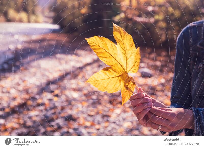 Woman with yellow autumn leaf human human being human beings humans person persons caucasian appearance caucasian ethnicity european 1 one person only