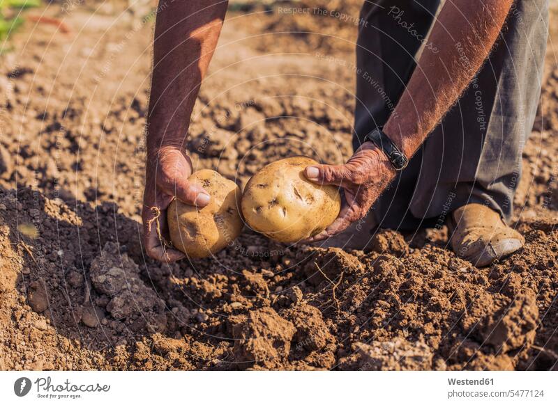Man harvesting potatoes with pitchfork in a field human human being human beings humans person persons caucasian appearance caucasian ethnicity european 1
