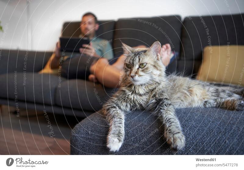 Cat lying against man relaxing on sofa using digital tablet at home color image colour image Spain indoors indoor shot indoor shots interior interior view